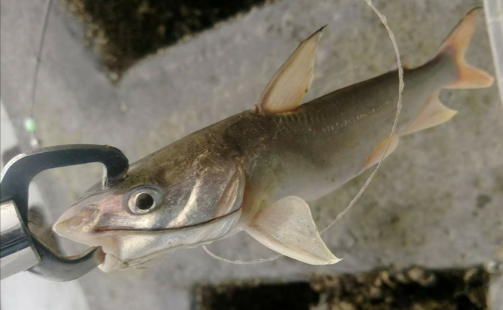 Spotted Catfish