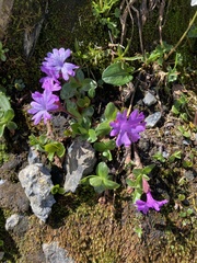 Primula integrifolia
