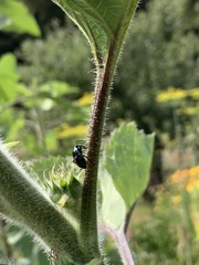 Cosmopepla conspicillaris