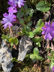 Primula integrifolia