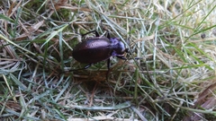 Carabus nemoralis