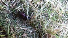 Carabus nemoralis