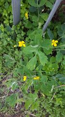 Chelidonium majus