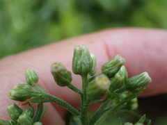 Erigeron floribundus
