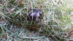 Carabus nemoralis