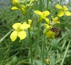 Dolichovespula arenaria