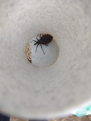 Triatoma sanguisuga