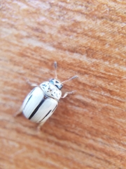 Leptinotarsa defecta