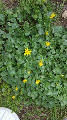 Ficaria verna