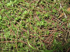 Herniaria ciliolata robusta