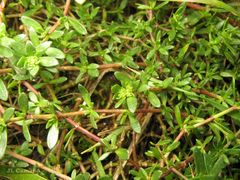 Herniaria ciliolata robusta