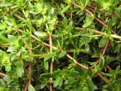 Herniaria ciliolata robusta