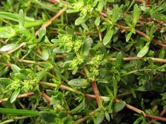 Herniaria ciliolata robusta