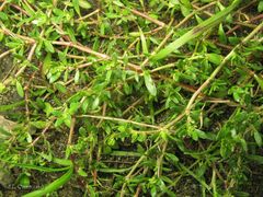 Herniaria ciliolata robusta