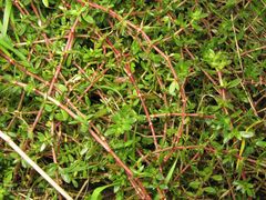 Herniaria ciliolata robusta