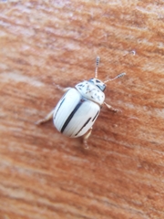 Leptinotarsa defecta