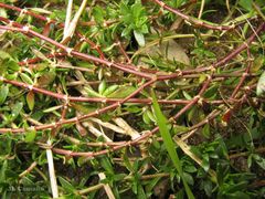 Herniaria ciliolata robusta