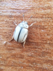 Leptinotarsa defecta