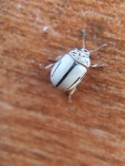 Leptinotarsa defecta