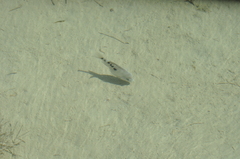 Herichthys minckleyi