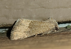 Plagiomimicus spumosum