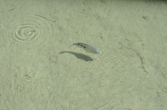 Herichthys minckleyi