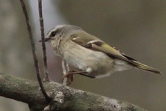 Regulus satrapa satrapa