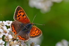 Lycaena phlaeas