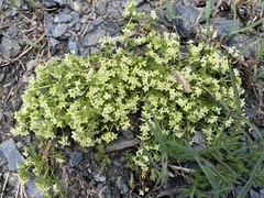 Galium megalospermum
