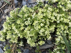 Galium megalospermum