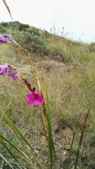 Dierama erectum