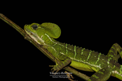 Basiliscus galeritus