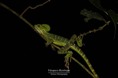 Basiliscus galeritus