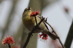 Setophaga pinus pinus