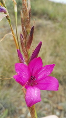 Dierama erectum