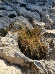 Carex lepidocarpa lepidocarpa