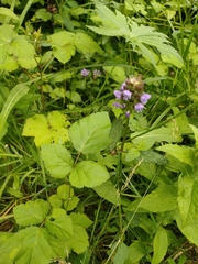 Prunella vulgaris vulgaris
