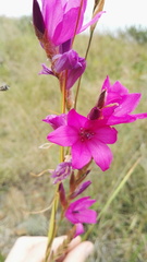 Dierama erectum
