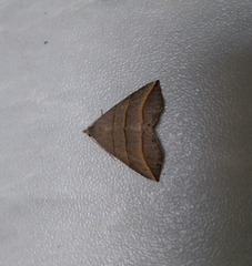 Colobochyla salicalis