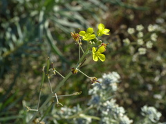 Diplotaxis cretacea