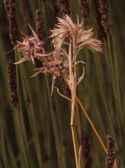 Heteropogon