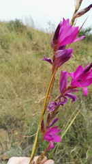 Dierama erectum