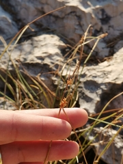 Carex lepidocarpa lepidocarpa