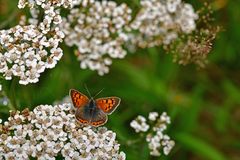 Lycaena phlaeas