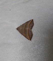 Colobochyla salicalis