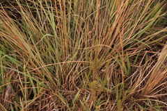Heteropogon