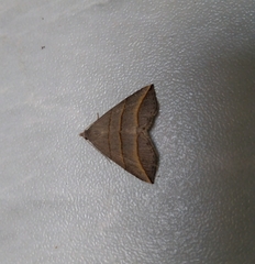 Colobochyla salicalis