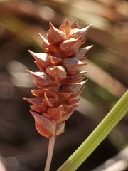 Carex lepidocarpa lepidocarpa