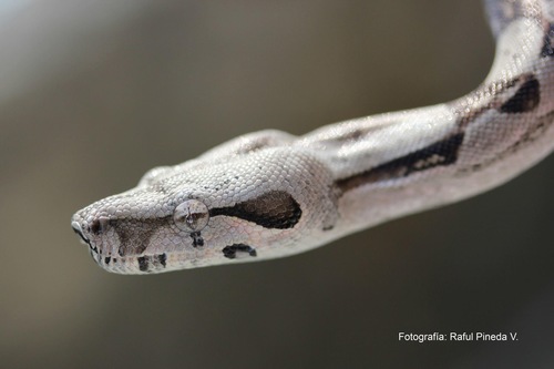 Mexican West Coast Boa Constrictor
