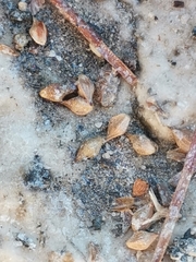 Carex lepidocarpa lepidocarpa